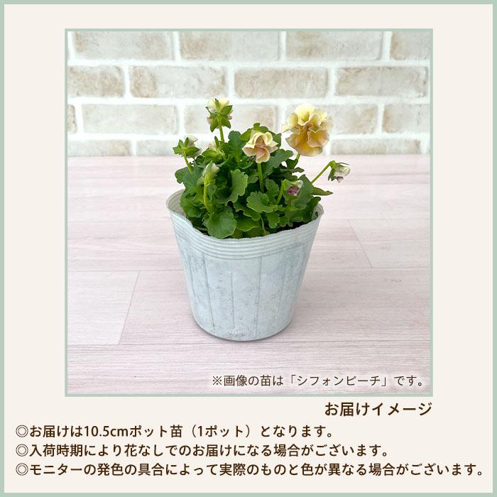 予約販売】育種家うえたさんオリジナル ビオラ レインボーウェーブ PRB
