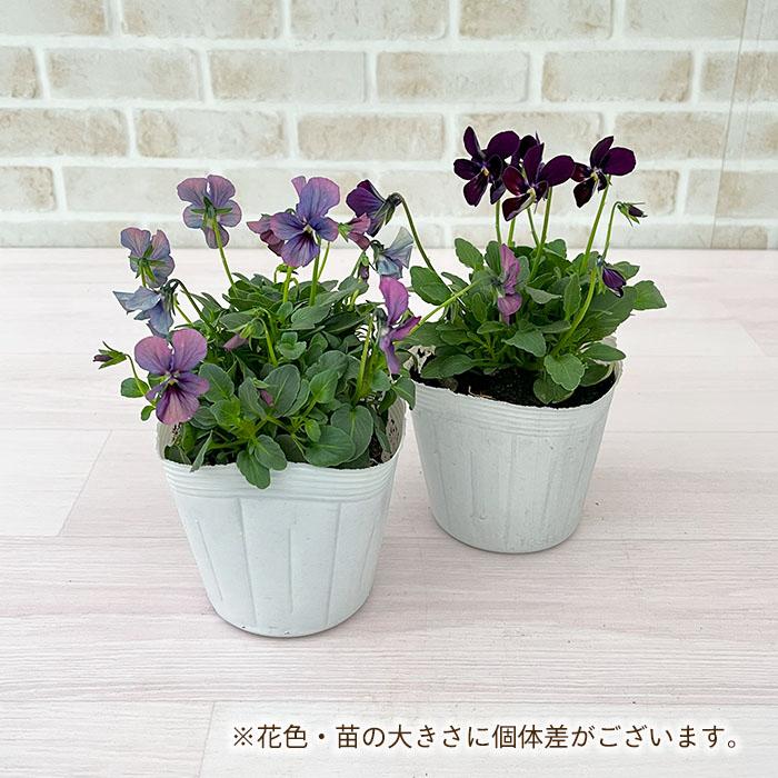 花苗】パピヨンワールド 水色 ビオラ 花苗うえた レアカラー ポット毎