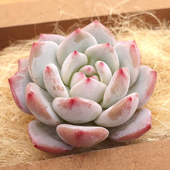 多肉植物 エケベリア ジェイドモンロー 韓国苗 抜き苗 カット苗 約5cm
