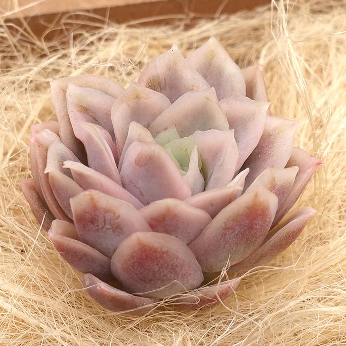 多肉植物 エケベリア バイオレットクイーン錦 韓国苗 抜き苗 カット苗