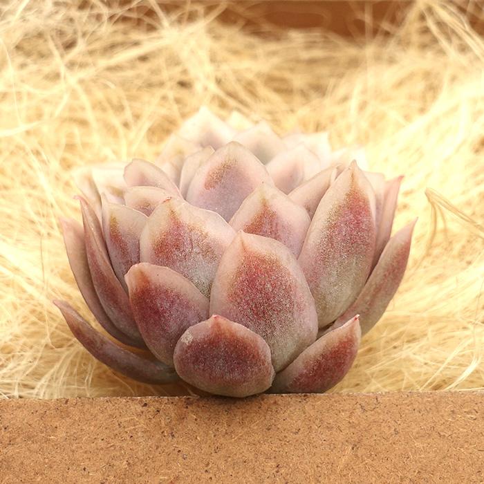 ヴィオラクイーン錦 多肉植物 エケベリア 観葉植物