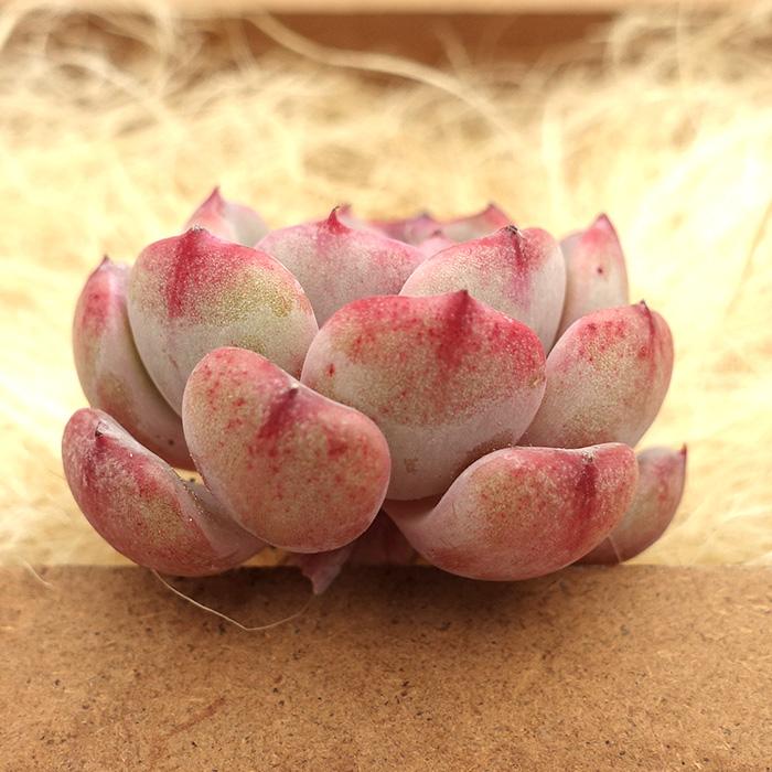 多肉植物 エケベリア ハニープリンセス 韓国苗 抜き苗 カット苗 約3cm