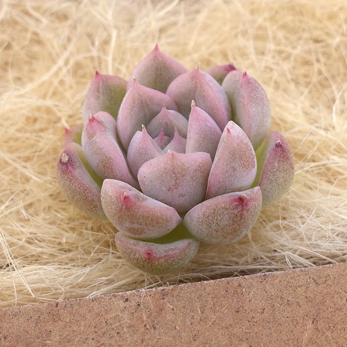 多肉植物 エケベリア ホワイトサンド 白い砂 韓国苗 抜き苗 多肉植物 エケベリア ホワイトサンド 白い砂 韓国苗 抜き苗