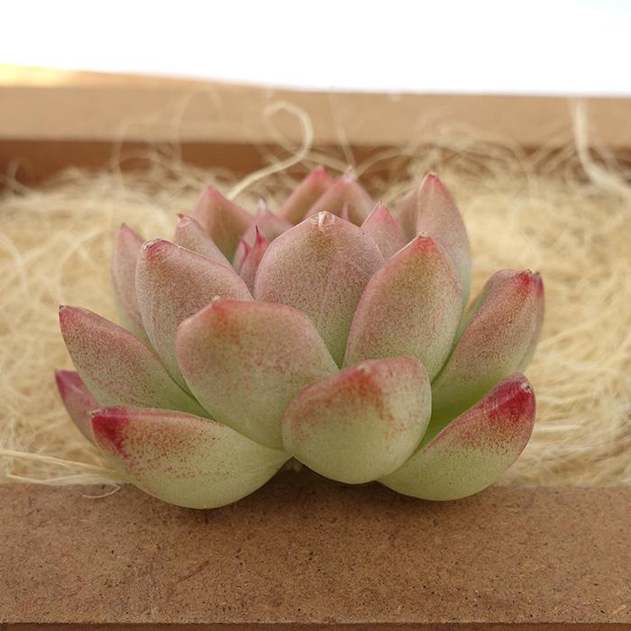 多肉植物　韓国苗　マルガンクイーン　発根済み 多肉植物 エケベリア マルガンクイーン 韓国苗 抜き苗 カット苗 約4.5