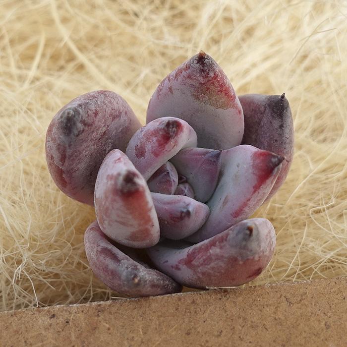 多肉植物 エケベリア 野生コロラータ 韓国苗 抜き苗 カット苗 約2cm  