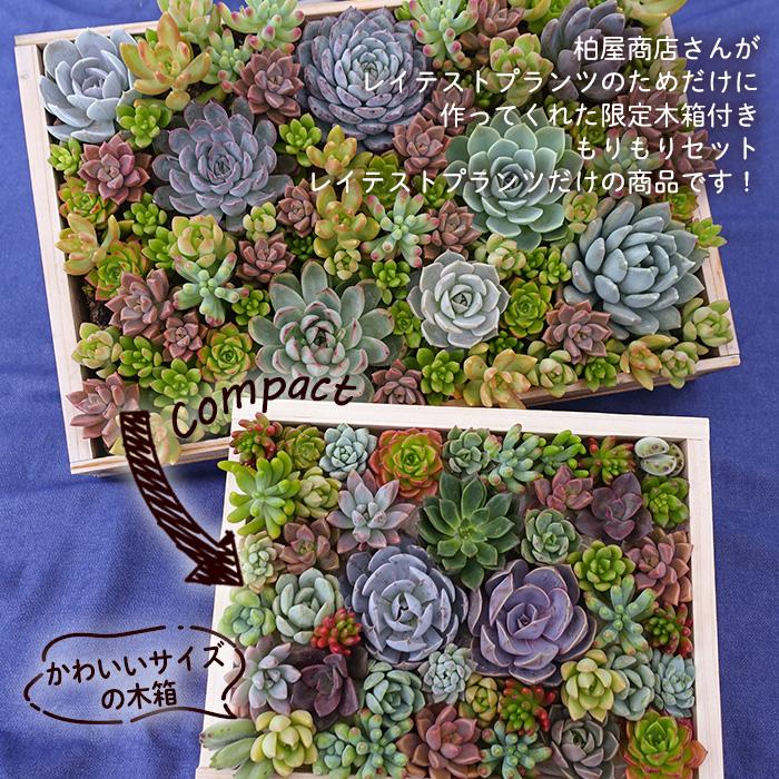 柏屋商店さん直送】送料無料 もりもり木箱 多肉植物 柏屋商店