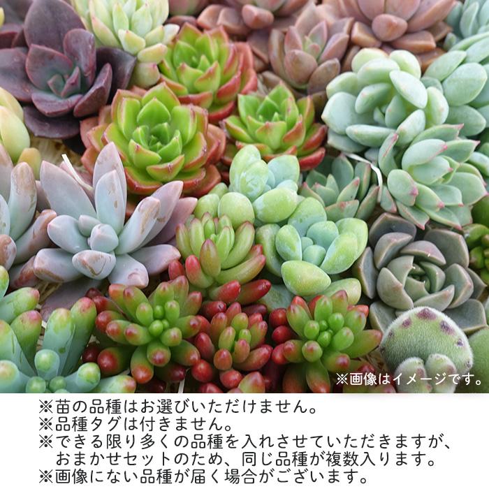 柏屋商店さん直送】送料無料 もりもり木箱 多肉植物 柏屋商店