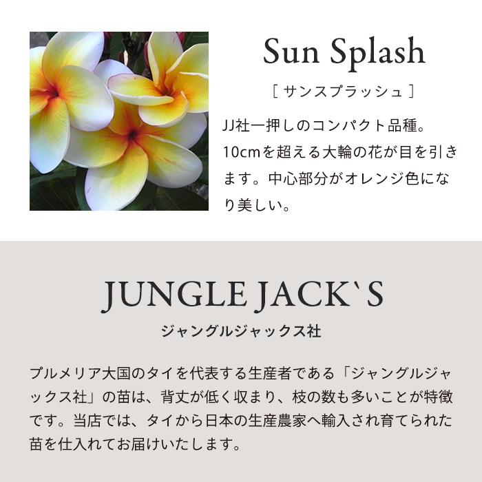 プルメリア サンスプラッシュ 5号鉢 送用無料 鉢花 ハワイ タヒチ