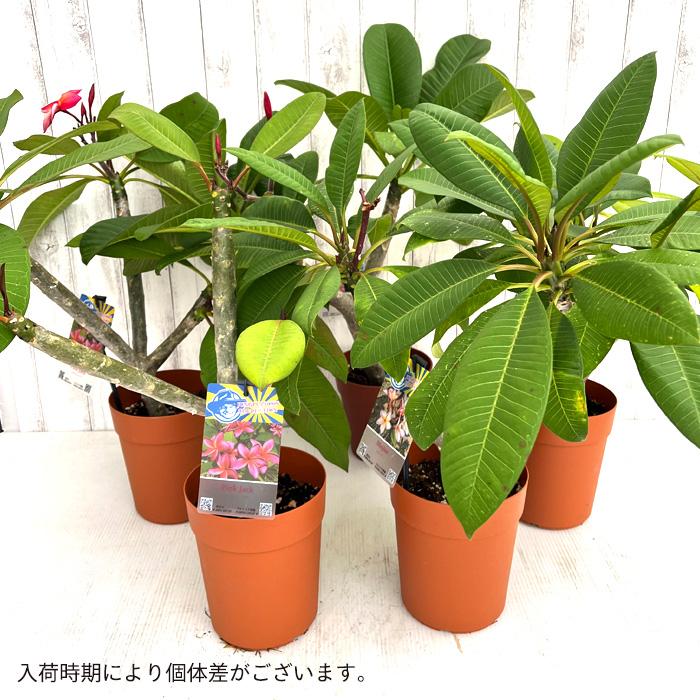 プルメリア サンスプラッシュ 5号鉢 送用無料 鉢花 ハワイ タヒチ