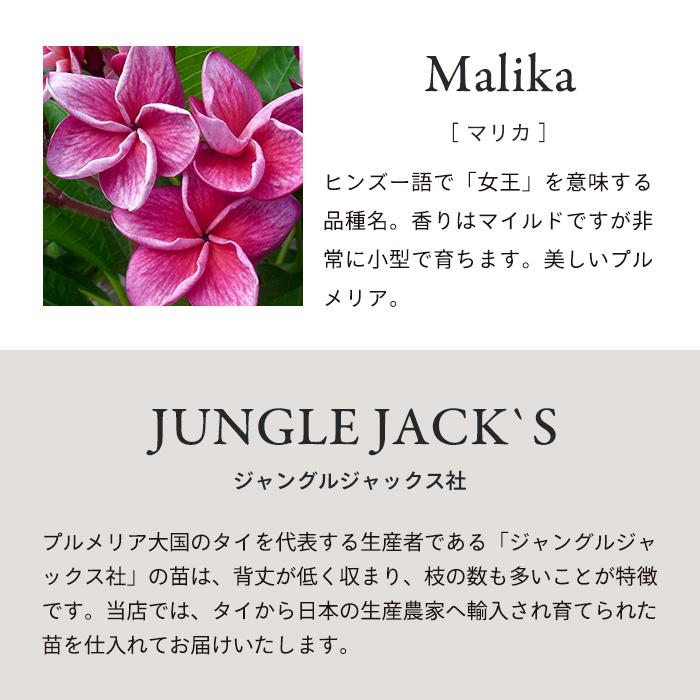 プルメリア マリカ 5号鉢 送用無料 鉢花 ハワイ タヒチ : レイテスト