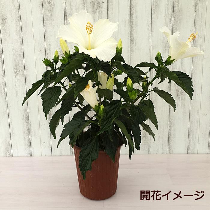まもなく予約締切】 【予約販売】 ハイビスカス ホワイトサマー 旧名