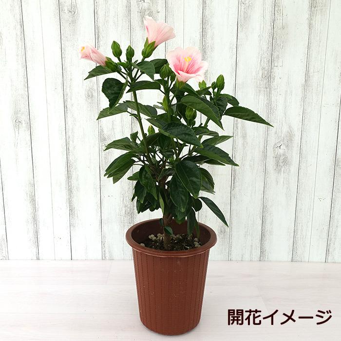 まもなく予約締切】 【予約販売】 ハイビスカス フェアリーピンク 旧名