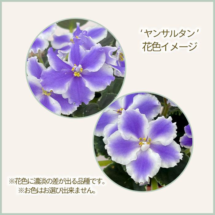 予約販売】 セントポーリア ヤンサルタン 3号鉢 普通種 斑入り種 鉢花