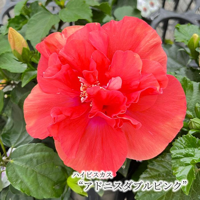 まもなく予約締切】 【予約販売】 ハイビスカス ニューロングライフ