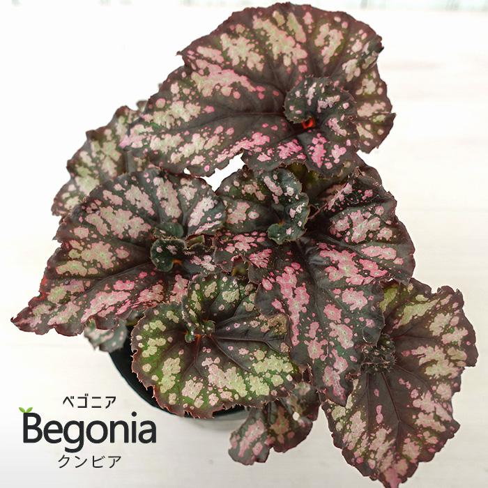 レックスベゴニア クンビア 10.5cmポット ベゴニア 鉢花 インテリア