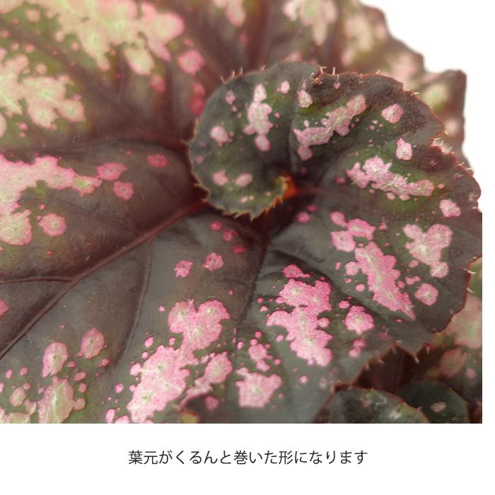 レックスベゴニア クンビア 10.5cmポット ベゴニア 鉢花 インテリア