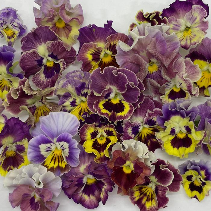 Lレア♡メゾンドビオラ♡歌劇スター♡３号♡ポットごと宅急便コンパクト メゾンドビオラさんのビオラ、歌劇スターを購入 - kotaの雑記帳