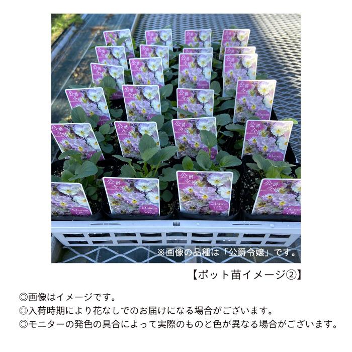 予約販売】 ビオラ 薔薇乙女 9cmポット 花苗 ガーデニング メゾンド