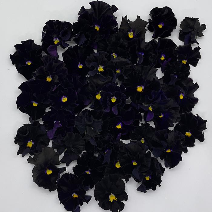 予約販売】 ビオラ 魔笛 9cmポット 花苗 ガーデニング メゾンドビオラ