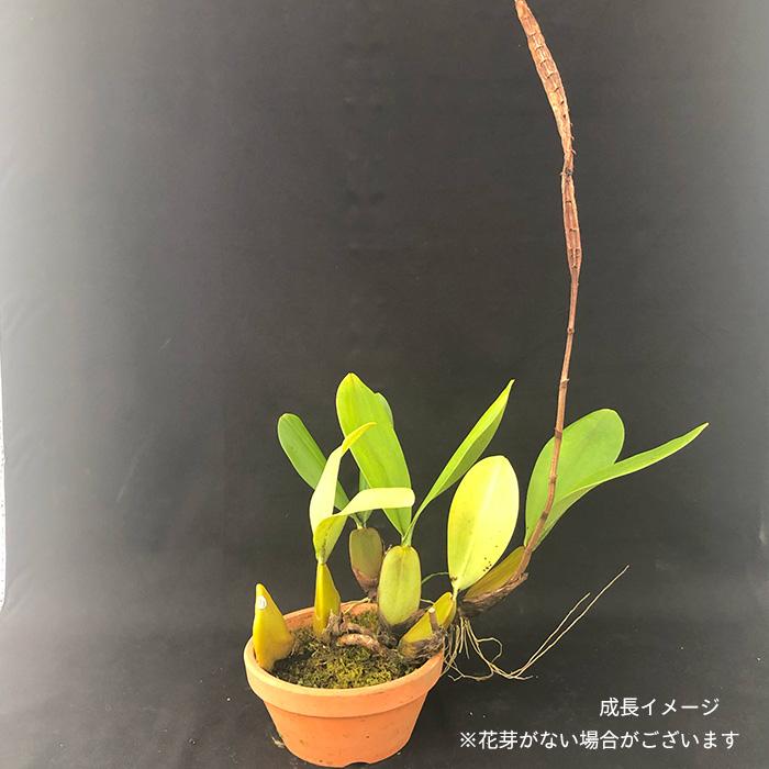 予約販売 】 洋ラン【開花見込株】メガクリニウム パープレオラキス