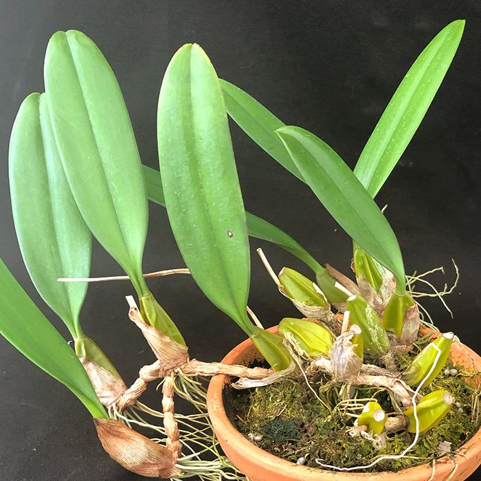 観葉植物 洋蘭 洋ラン 5鉢セット まとめ買い セロジネ