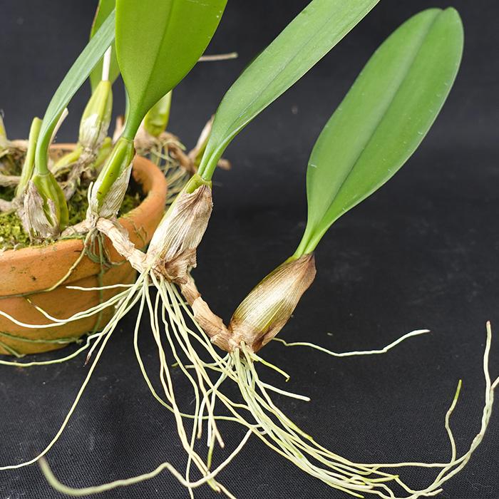 観葉植物 洋蘭 洋ラン 5鉢セット まとめ買い セロジネ