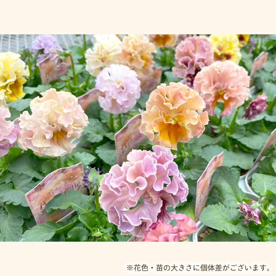 予約販売】 サトウ園芸さんオリジナル パンジー ローブ・ドゥ