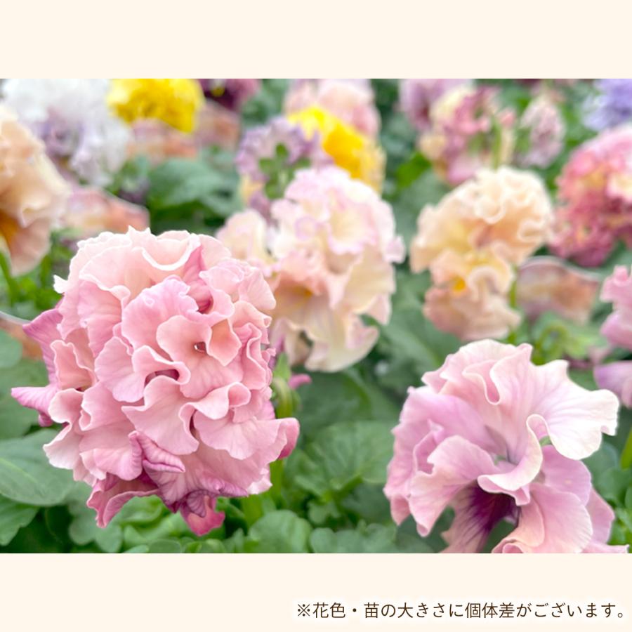サトウ園芸さんオリジナル パンジー ローブ・ドゥ サトウ園芸さんオリジナル パンジー ローブ・ドゥ