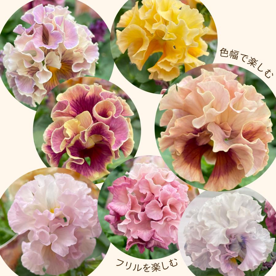 予約販売】 サトウ園芸さんオリジナル パンジー ローブ・ドゥ