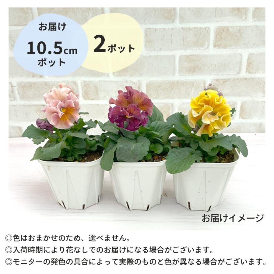 予約販売】 サトウ園芸さんオリジナル パンジー ローブ・ドゥ