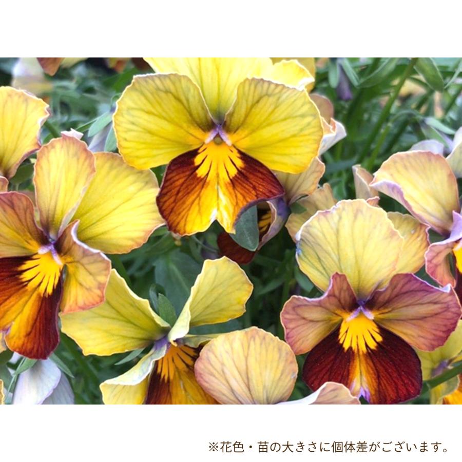 予約販売】 サトウ園芸さんオリジナル ビオラ ヌーヴェルヴァーグ 10.5