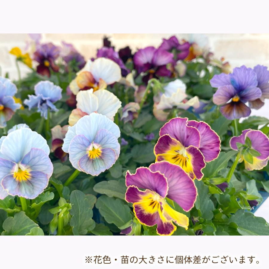 サトウ園芸さんオリジナル ビオラ ヌーヴェルヴァーグ 10.5cmポット 3