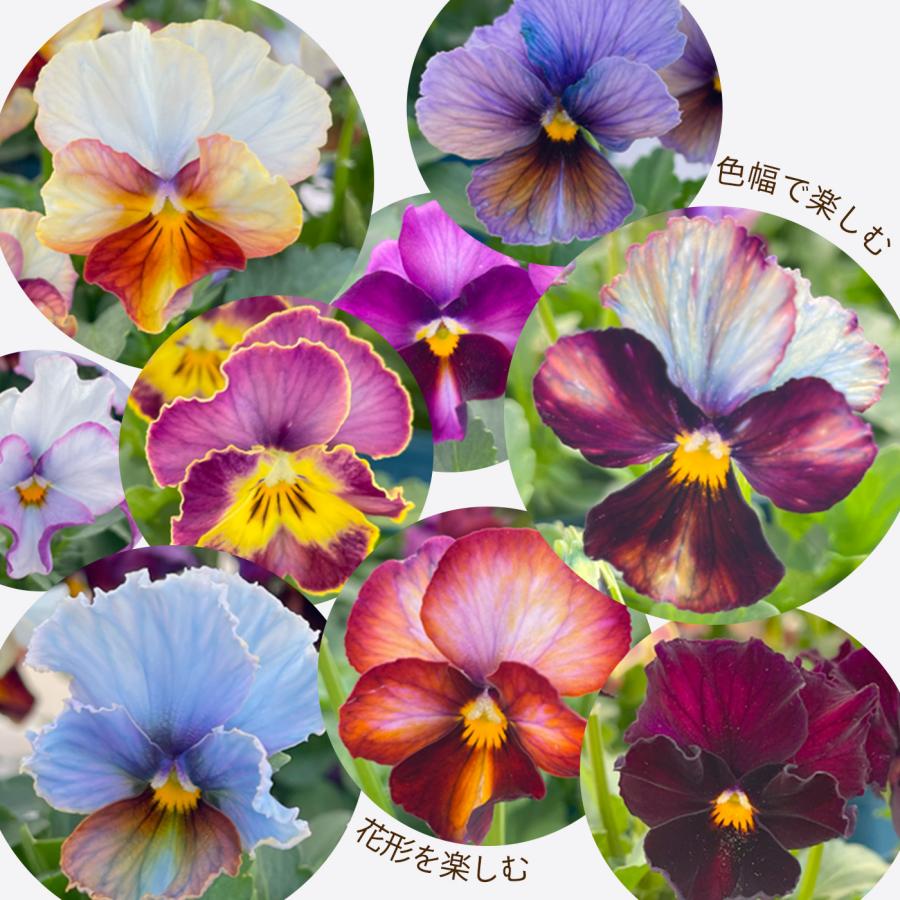 予約販売】 サトウ園芸さんオリジナル ビオラ ヌーヴェルヴァーグ 10.5