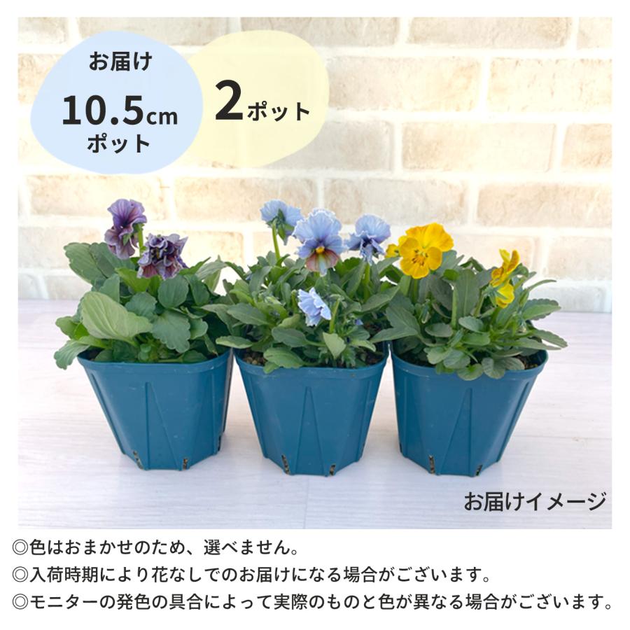 予約販売】 サトウ園芸さんオリジナル ビオラ ヌーヴェルヴァーグ 10.5
