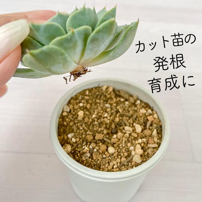 いろんな使い方ができる 白い鉢 A-25 2.5号鉢 100個セット 植木鉢 多肉