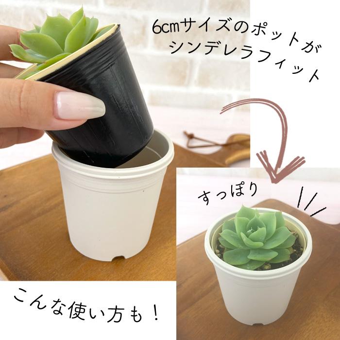 いろんな使い方ができる 白い鉢 A-25 2.5号鉢 100個セット 植木鉢 多肉