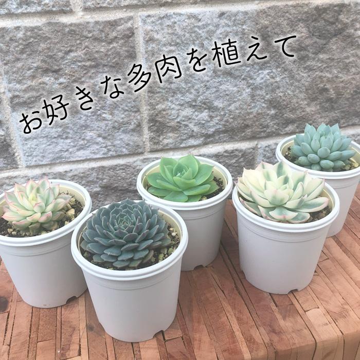 いろんな使い方ができる 白い鉢 A-25 2.5号鉢 500個セット 植木鉢 多肉