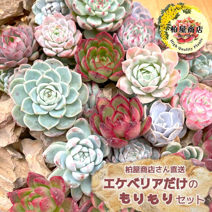 予約販売】【柏屋商店さん直送】送料無料 エケベリアだけのもりもり