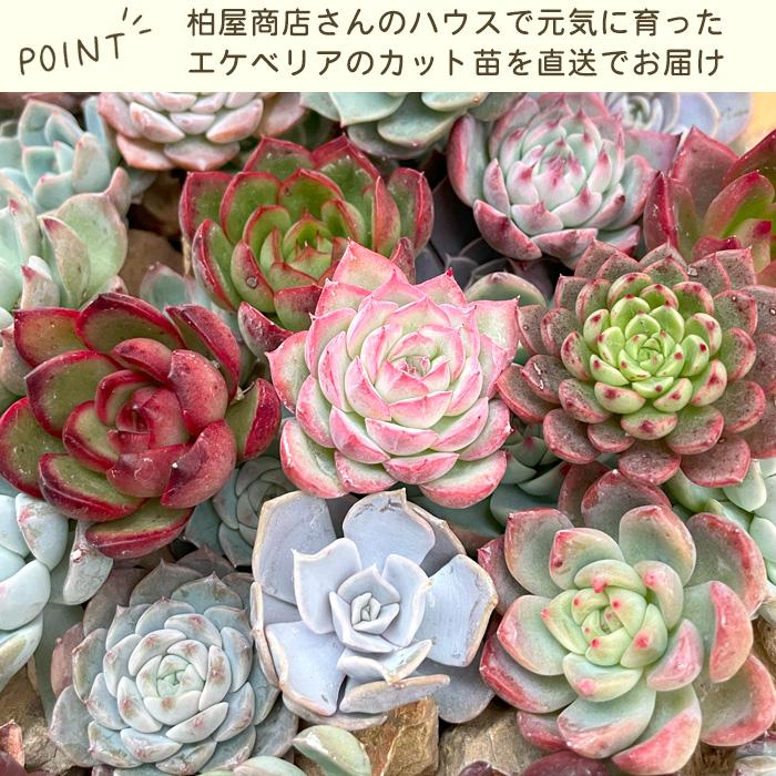 予約販売】【柏屋商店さん直送】送料無料 エケベリアだけのもりもり