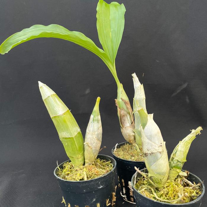 洋ラン 【開花見込株】 送料無料 カタセタム ピレアタム 'オーロ