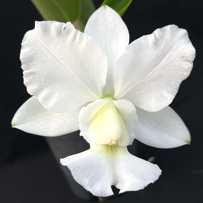 予約販売 】 洋ラン【開花見込株】カトレア ワルケリアナ アルバ