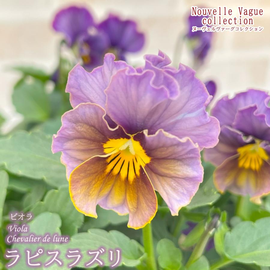 予約販売】 サトウ園芸さんオリジナル ビオラ ヌーヴェルヴァーグ