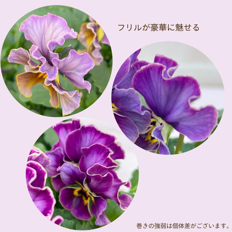 予約販売】 サトウ園芸さんオリジナル ビオラ ヌーヴェルヴァーグ