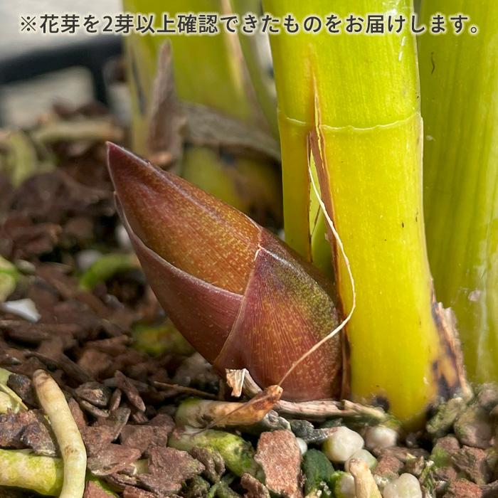 花芽付き】 シンビジウム フォアゴットンフルーツ 4号鉢 