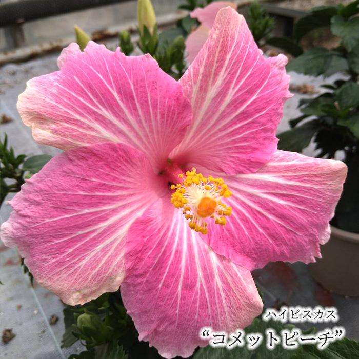 ☆ハイビスカス☆ PW ハイビスカス サマリフィック ストロベリーマーブル 11cm