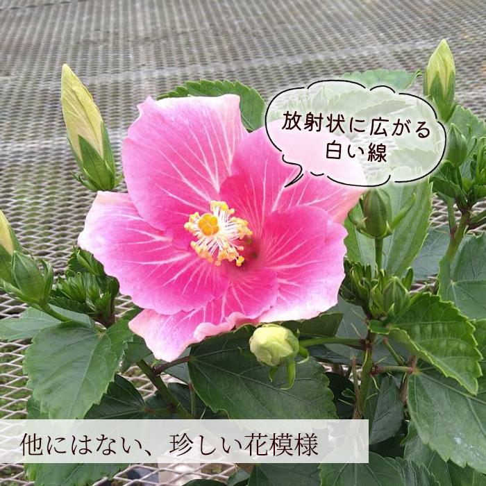 ☆ハイビスカス☆ PW ハイビスカス サマリフィック ストロベリーマーブル 11cm