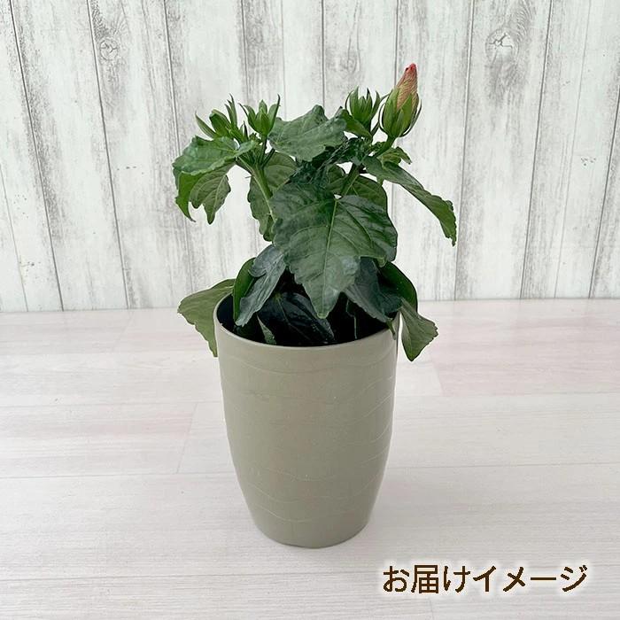 まもなく予約締切】 【予約販売】 ハイビスカス サマーブリーズ