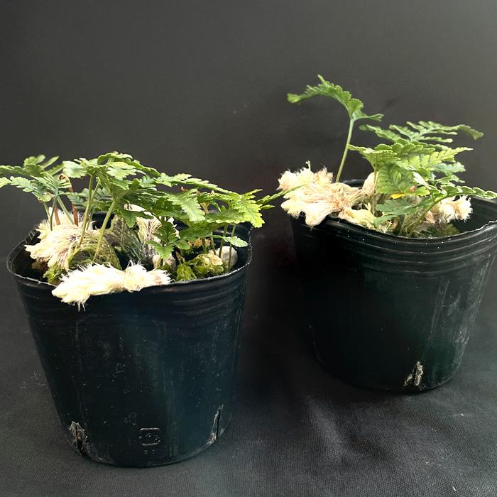 石化トキワシノブ 猫の手 9cmポット 綴化 子猫 古典植物 シダ植物 山