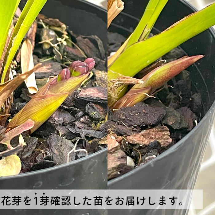 花芽付き】 キンリョウヘン 金稜辺 原種 苗 4号鉢 ミツバチを 花芽付き】 キンリョウヘン 金稜辺 原種 苗 4号鉢 ミツバチを