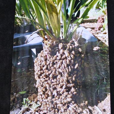 花芽付き】 キンリョウヘン 金稜辺 原種 苗 4号鉢 ミツバチを 花芽付き】 キンリョウヘン 金稜辺 原種 苗 4号鉢 ミツバチを
